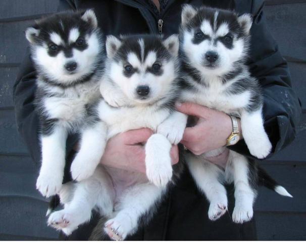 regalo cachorros siberian husky para adopcion