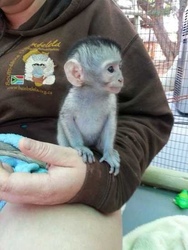 monos pigmeos pigmeos bebé a la venta