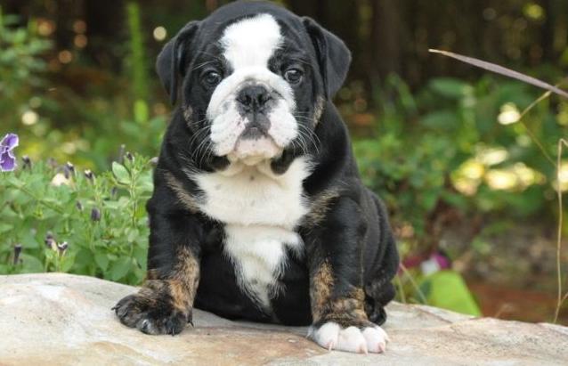 disponible 14 semanas en inglés bulldog puppy para un hogar