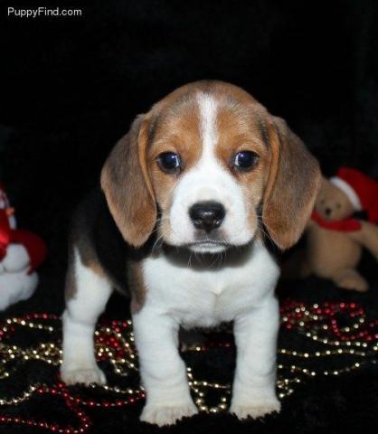 Adorables cachorros Beagle para adopcion libre