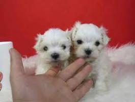 Regalo Mini Toy Cachorros Bichon Maltes para su adopcion