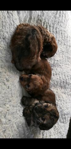 Regalo Cachorros Yorkshire Terrier Mini To para su adopcion