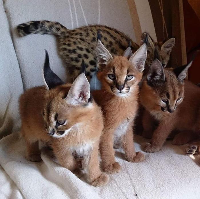 serval, sabana y caracal gatitos disponibles para la venta.