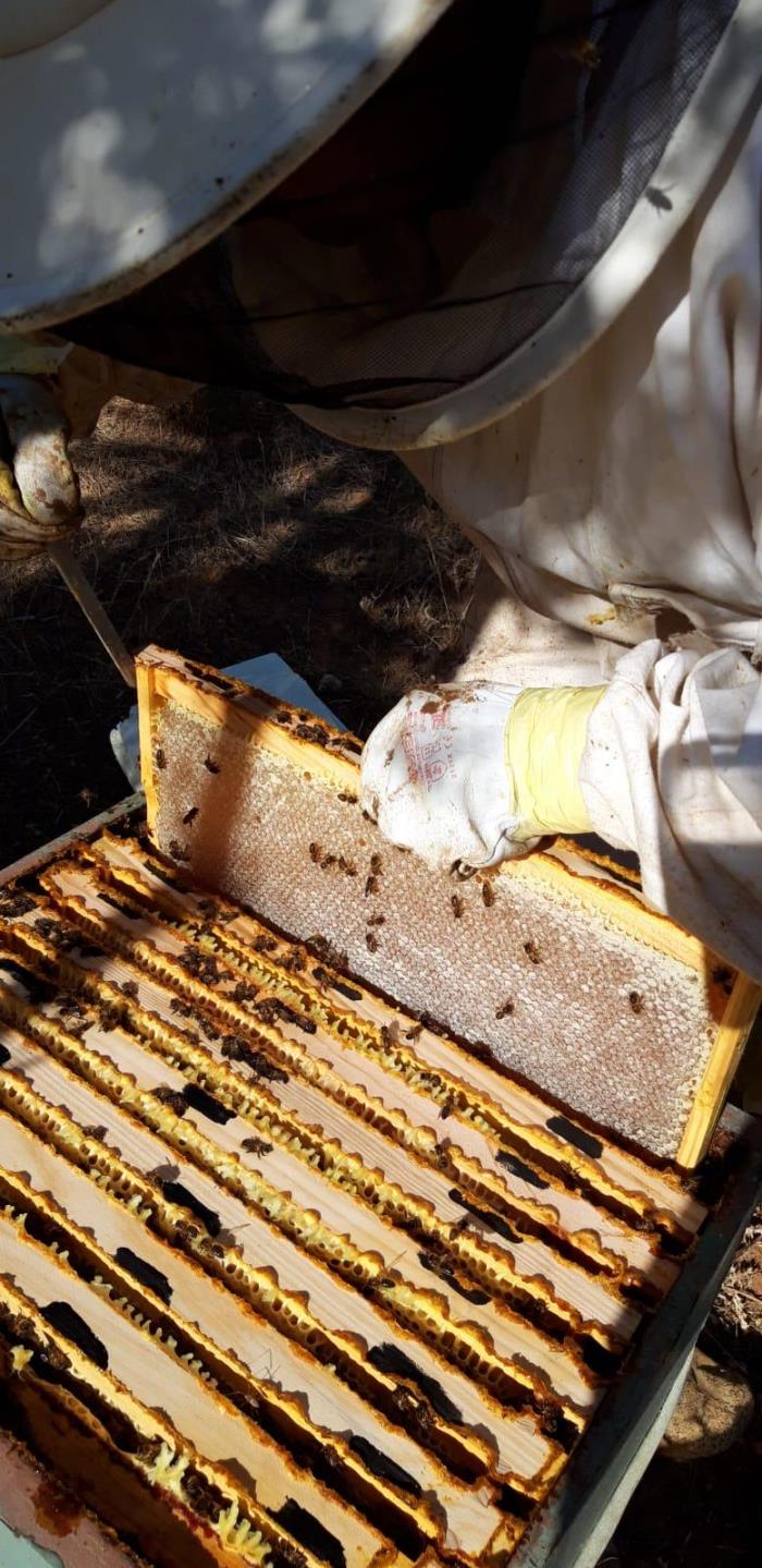miel de alcarria y polen fresco en madrid y alrededore